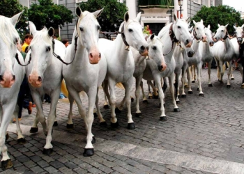 parada-hipica-jerez